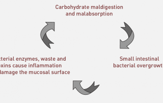 SIBO Diet and Digestive Health by Norm Robillard, Ph.D.