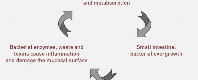 SIBO Diet and Digestive Health by Norm Robillard, Ph.D.