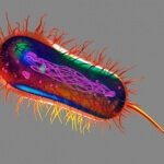 Bacteria - "What Really Causes Acid Reflux and GERD?" by Norm Robillard, Ph.D.