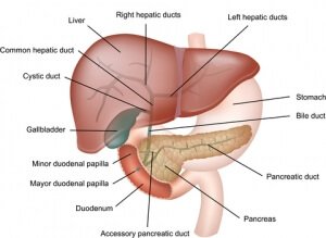 What about Non-acid or “Bile” Reflux? written by Norm Robillard, Ph.D.